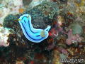 foto de buceo