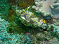 foto de buceo