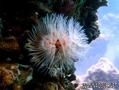 foto de buceo