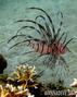 foto de buceo