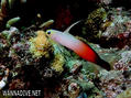 foto de buceo
