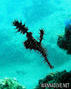 foto de buceo
