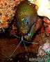 foto de buceo