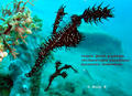 foto de buceo