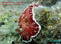 foto de buceo