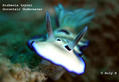 foto de buceo