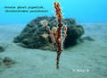 foto de buceo