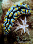 foto de buceo