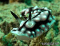 foto de buceo