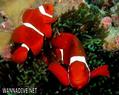 foto de buceo