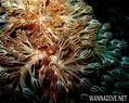 foto de buceo