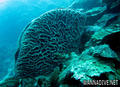 foto de buceo