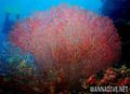 foto de buceo