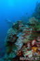 foto de buceo