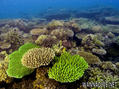 foto de buceo