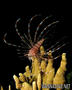 foto de buceo