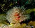 foto de buceo