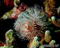 foto de buceo