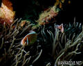 foto de buceo