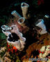 foto de buceo
