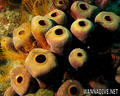foto de buceo