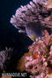foto de buceo