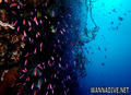 foto de buceo