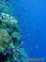foto de buceo