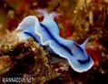foto de buceo