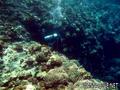 foto de buceo