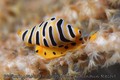 foto de buceo