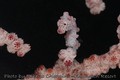 foto de buceo