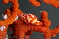 foto de buceo