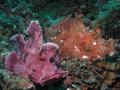 foto de buceo
