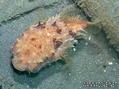 foto de buceo