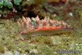 foto de buceo