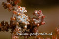 foto de buceo