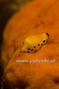 foto de buceo
