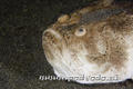 foto de buceo