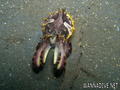 foto de buceo
