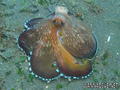 foto de buceo