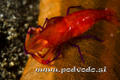 foto de buceo