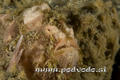 foto de buceo