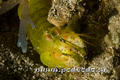 foto de buceo