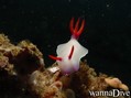foto de buceo
