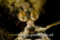 foto de buceo