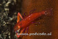 foto de buceo