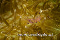 foto de buceo