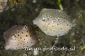 foto de buceo
