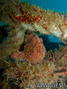 foto de buceo